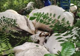 Thunderstorm kills 32 cows in Ogun - Police